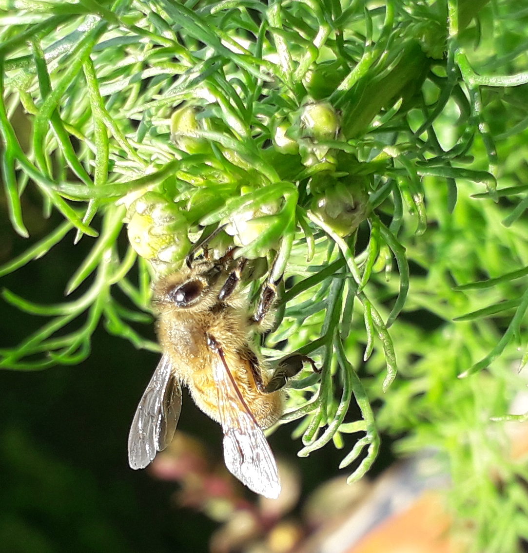 Bienenfreundliche Pflanzen Für Balkon Und Garten BIENENFREUNDLICHE Pflanzen für Balkon und Garten – Imkerverein